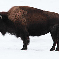 Buy canvas prints of Bison by Carl Brownell