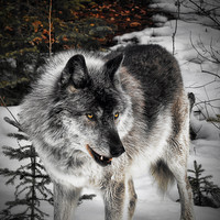 Buy canvas prints of Hungry Wolf by Carl Brownell
