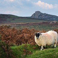 Buy canvas prints of Dartmoor Sheep by Nymm Gratton