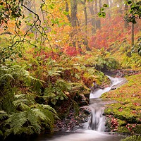 Buy canvas prints of Venford Brook by Nymm Gratton