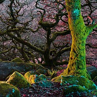Buy canvas prints of Enchanted Forest II by Nymm Gratton