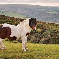 Buy canvas prints of Dartmoor Pony by Nymm Gratton