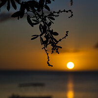 Buy canvas prints of Silhouette of branch with sunset at the back by Rachid Karroo