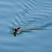 Buy canvas prints of Duck in the water by Ranko Dokmanovic
