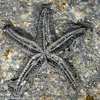 Buy canvas prints of Starfish Fossil by Neil Holman