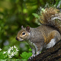 Buy canvas prints of Squirrel by Neil Holman