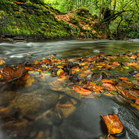Buy canvas prints of Autumn Stream  by Neil Holman