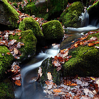 Buy canvas prints of Melincourt Brook  by Neil Holman