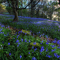 Buy canvas prints of Bluebells at Margam Woods by Neil Holman