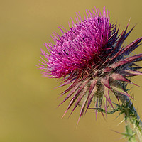 Buy canvas prints of Thistle by Neil Holman