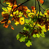 Buy canvas prints of Autumn Leaves  by Neil Holman