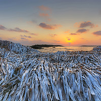 Buy canvas prints of Seaweed Sunset, Paphos Cyprus by Neil Holman