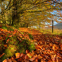Buy canvas prints of Autumn Colours in the Brecon Beacons by Neil Holman
