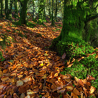 Buy canvas prints of Autumn Greens and Browns by Neil Holman