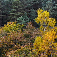 Buy canvas prints of Autumn Forestry by Neil Holman