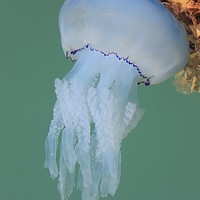 Buy canvas prints of Dustbin Lid Jellyfish at sea surface by Elvia Worrall