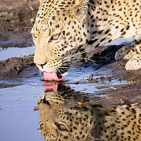 Buy canvas prints of Thirsty Leopard by Peter Lucas