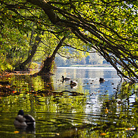 Buy canvas prints of Peaceful Summer Lake by Simon Annable