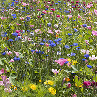 Buy canvas prints of Summer Meadow Flowers by Simon Annable