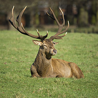 Buy canvas prints of Majestic Stag by Simon Annable