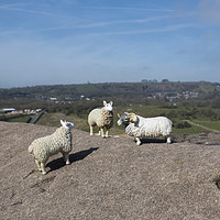 Buy canvas prints of Derbyshire Sheep by Simon Annable