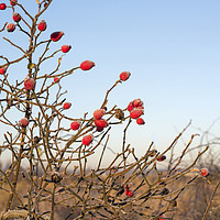 Buy canvas prints of Winter Berries by Simon Annable