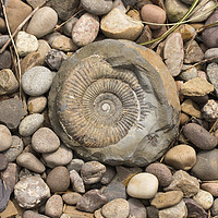 Buy canvas prints of Beachcombing Find by Simon Annable