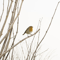 Buy canvas prints of Winter Robin by Simon Annable