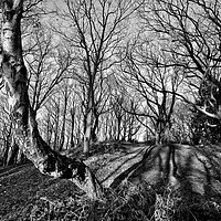 Buy canvas prints of Monochrome Trees by Simon Annable