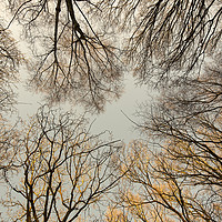 Buy canvas prints of Bare Tree Canopy by Simon Annable