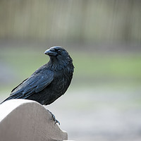 Buy canvas prints of Alert Crow by Simon Annable