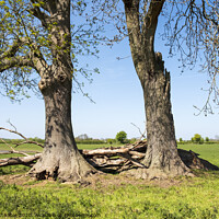 Buy canvas prints of Trees Together by Simon Annable