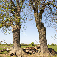 Buy canvas prints of Old Trees Together by Simon Annable