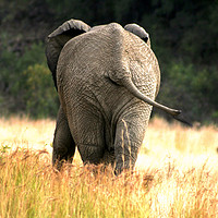 Buy canvas prints of The baby Elephant  by Hush Naidoo