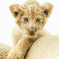 Buy canvas prints of The baby Lion by Hush Naidoo