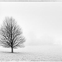 Buy canvas prints of Tree in the Mist by Stuart Chapman