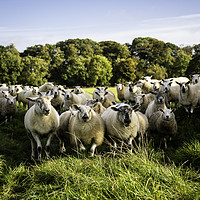 Buy canvas prints of a flock of sheep standing at a gateway by Caroline Burton