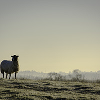 Buy canvas prints of A lone sheep by Caroline Burton