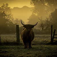 Buy canvas prints of highland cow at sunrise by Caroline Burton
