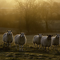 Buy canvas prints of here's looking at ewe ... by Caroline Burton