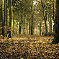 Buy canvas prints of a late autumnal wood by Caroline Burton