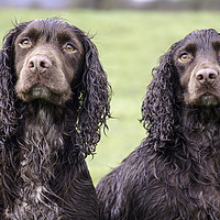 Buy canvas prints of a pair of soggy cockers by Caroline Burton