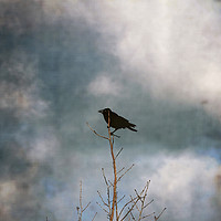 Buy canvas prints of Crow Tree by steve ball