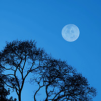 Buy canvas prints of Forest moon by steve ball