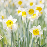 Buy canvas prints of White and yellow daffodils by steve ball