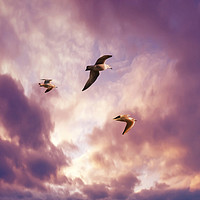 Buy canvas prints of Seagulls by steve ball