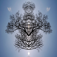 Buy canvas prints of Tree pattern by steve ball