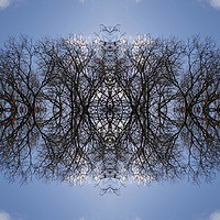Buy canvas prints of Tree pattern 2 by steve ball