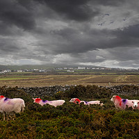 Buy canvas prints of Sheep by steve ball