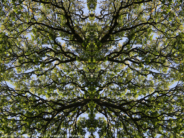 Mirror image trees Picture Board by steve ball